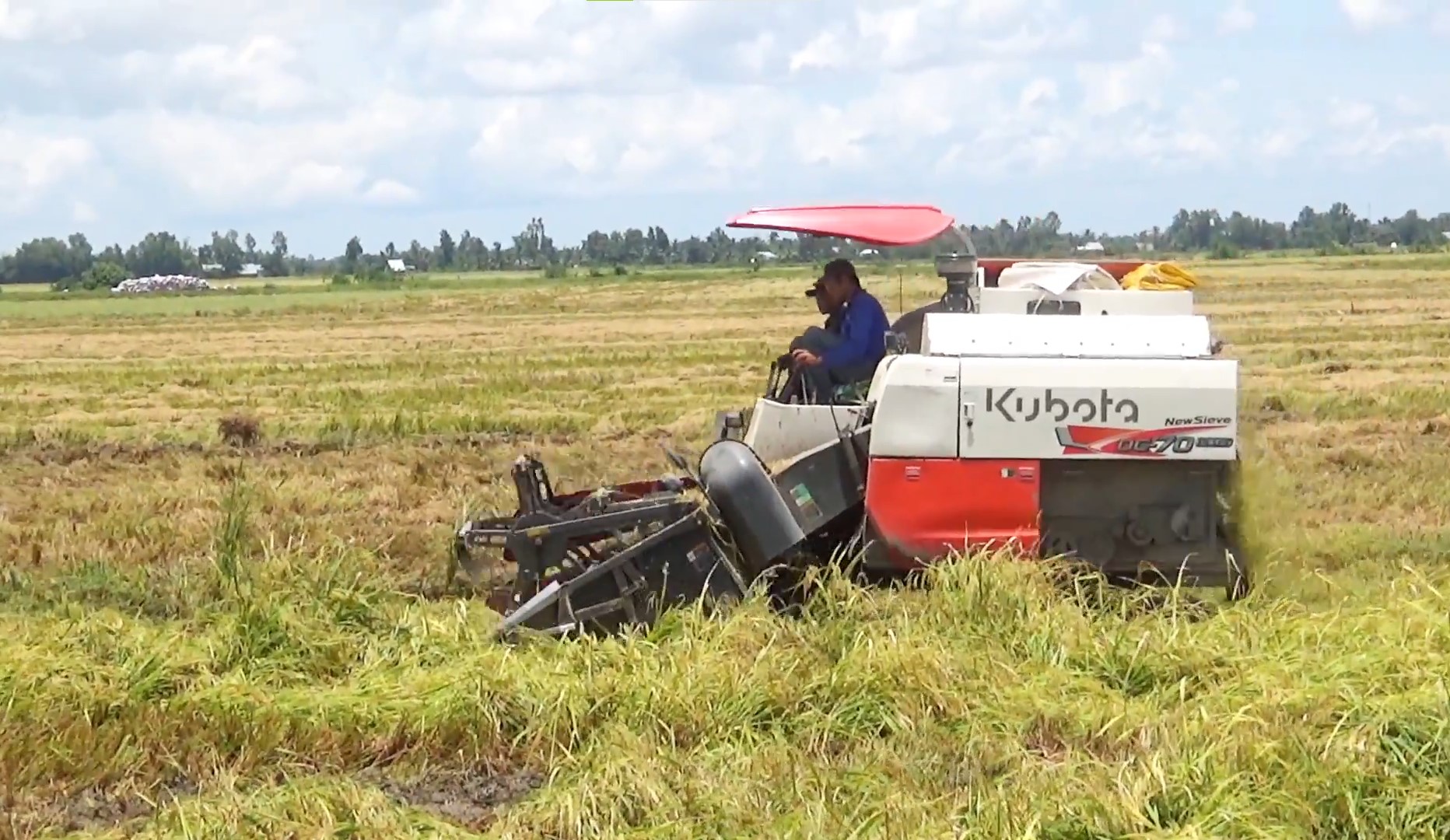 máy gặt đập liên hợp KUBOTA dc-70