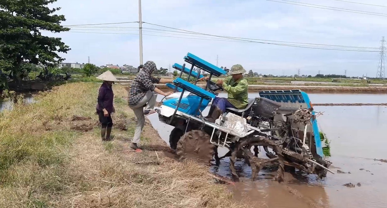 may cay lua tu dong kubota